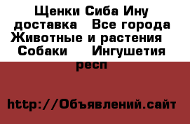 Щенки Сиба Ину доставка - Все города Животные и растения » Собаки   . Ингушетия респ.